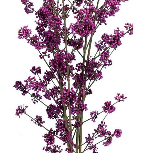 CALLICARPA BODINIERI PROFUSION