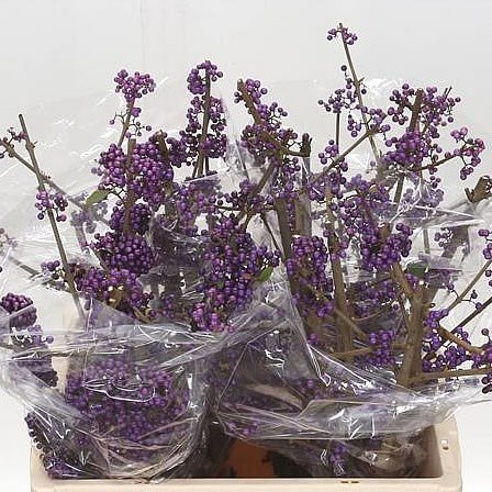 CALLICARPA PROFUSION