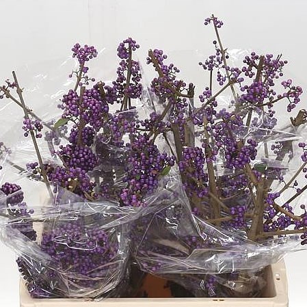 CALLICARPA PROFUSION