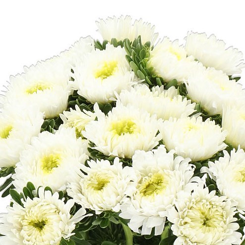CALLISTEPHUS AZUMI XL WHITE