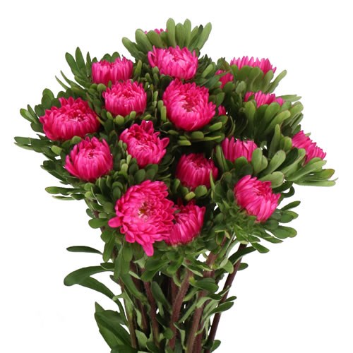 CALLISTEPHUS DARK PINK