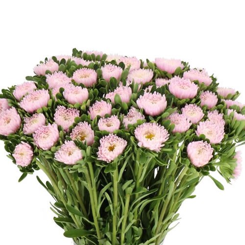 CALLISTEPHUS JULES PINK