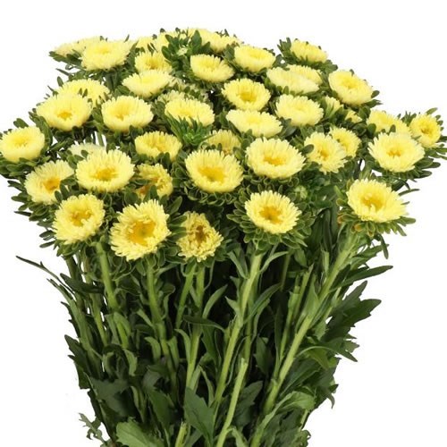 CALLISTEPHUS MATSUMOTO YELLOW
