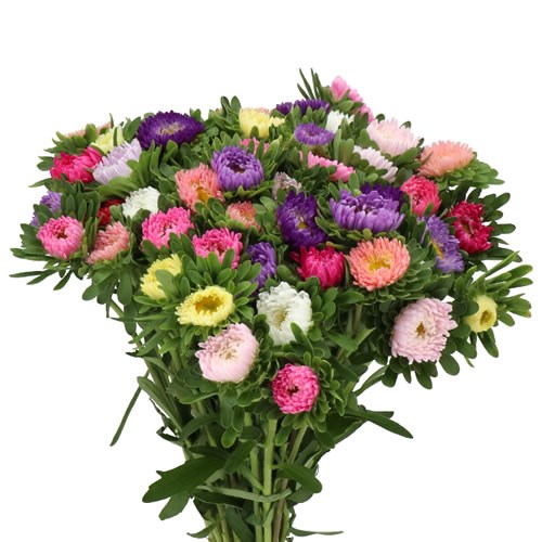 CALLISTEPHUS MIX (COLS MAY VARY)