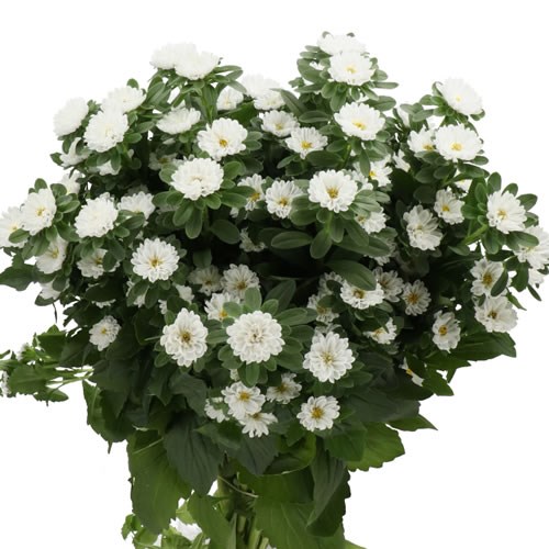 CALLISTEPHUS SERENADE WHITE
