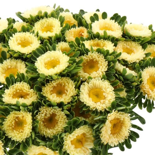 CALLISTEPHUS YARA LEMON