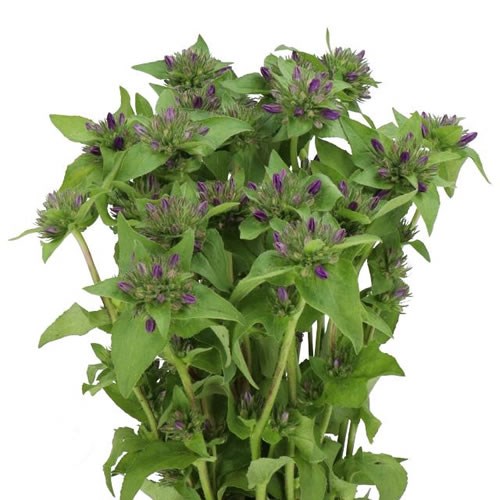 CAMPANULA ANDREA