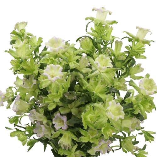 CAMPANULA EVERGREEN LAVENDER