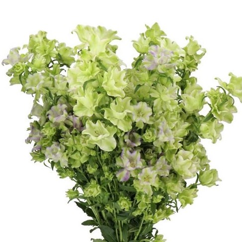 CAMPANULA EVERGREEN PINK BLUE