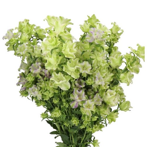 CAMPANULA EVERGREEN PINK BLUE