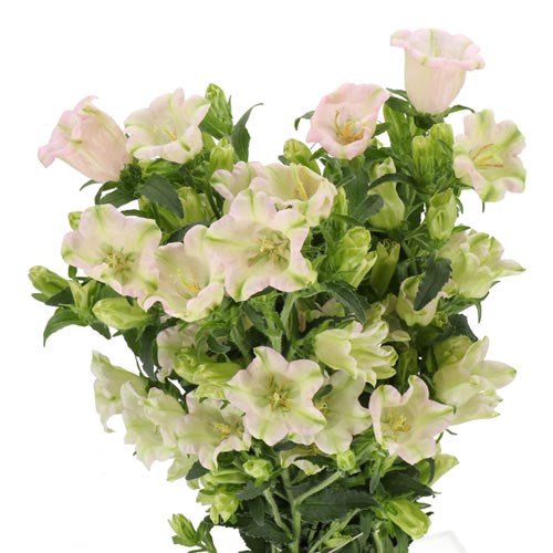 CAMPANULA EVERGREEN SINGLE PINK