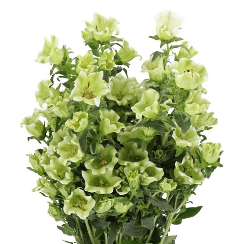 CAMPANULA EVERGREEN SINGLE WHITE