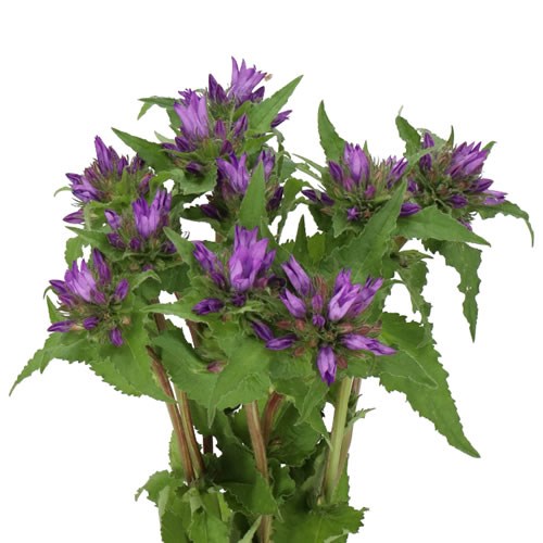 CAMPANULA GLOMERATA ANOESKA