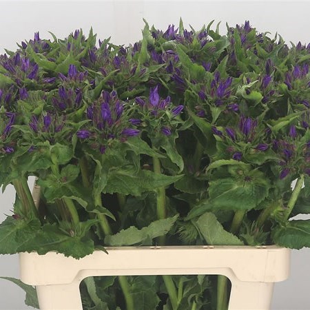 CAMPANULA GLOMERATA ANOESKA