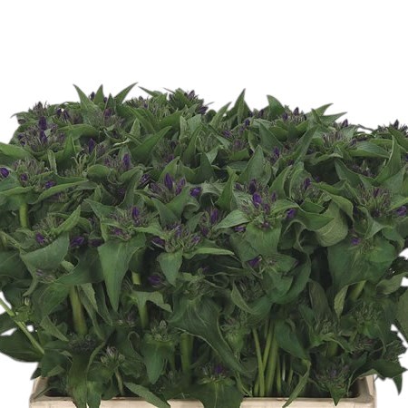 CAMPANULA GLOMERATA BLUE
