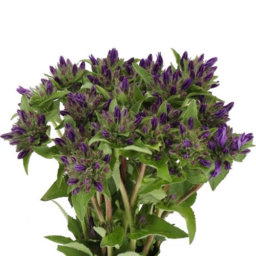 CAMPANULA GLOMERATA BLUE