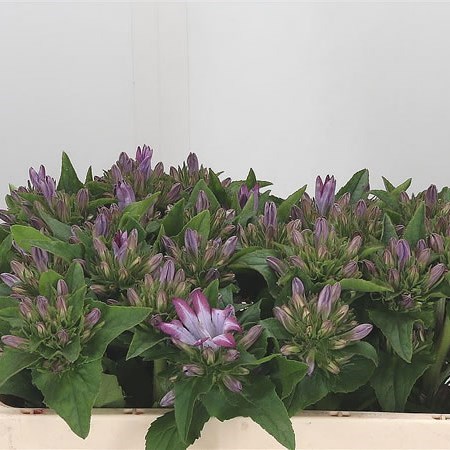 CAMPANULA GLOMERATA CAROLINE