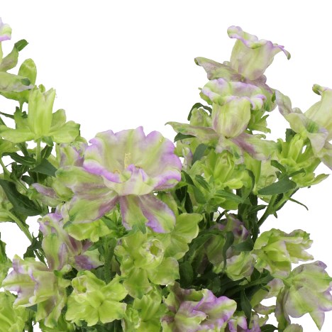 CAMPANULA MEDIUM EVERGREEN BLUE