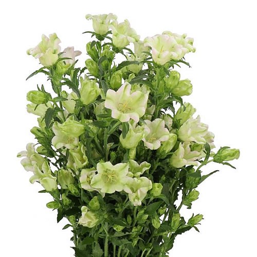 CAMPANULA MEDIUM EVERGREEN SINGLE PINK
