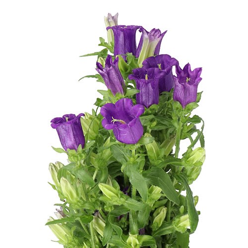 CAMPANULA MEDIUM LAMPION BLUE