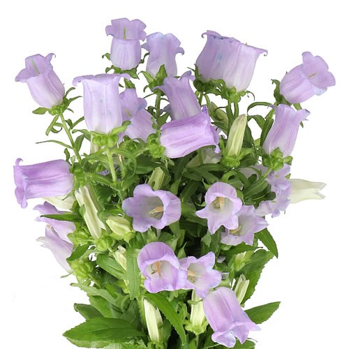 CAMPANULA MEDIUM LAMPION LILAC