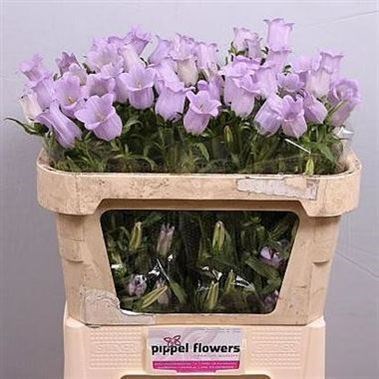 CAMPANULA MEDIUM LAMPION LILAC