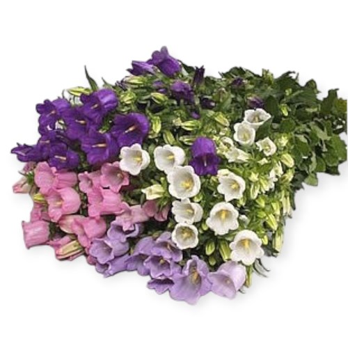 CAMPANULA MEDIUM LAMPION MIX