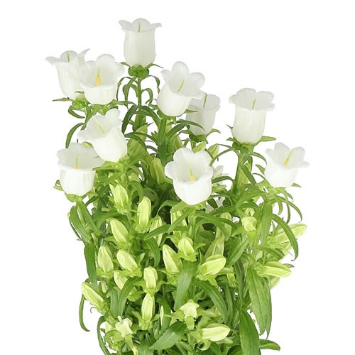CAMPANULA MEDIUM LAMPION WHITE