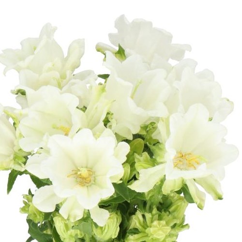CAMPANULA MEDIUM MONT BLANC