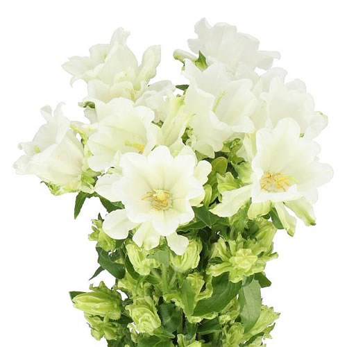 CAMPANULA MEDIUM MONT BLANC
