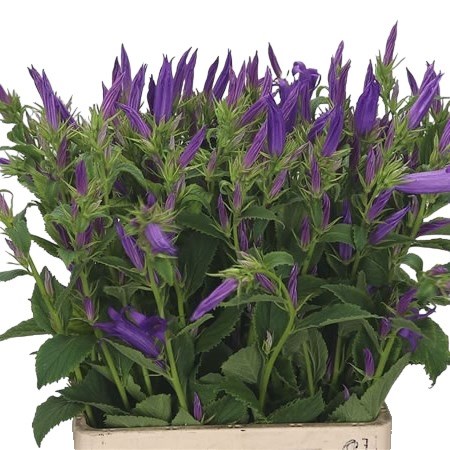 CAMPANULA ROYAL WEDDING