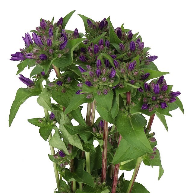 CAMPANULA SUPERBA