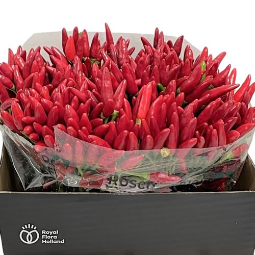 CAPSICUM RED FIRE