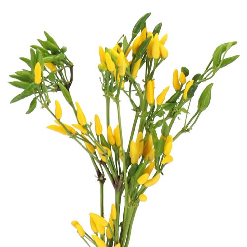 CAPSICUM YELLOW FIRE
