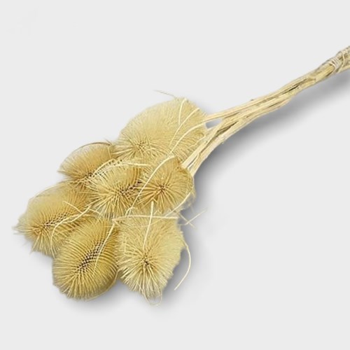 Cardo Palustre Bleached (Teasles)