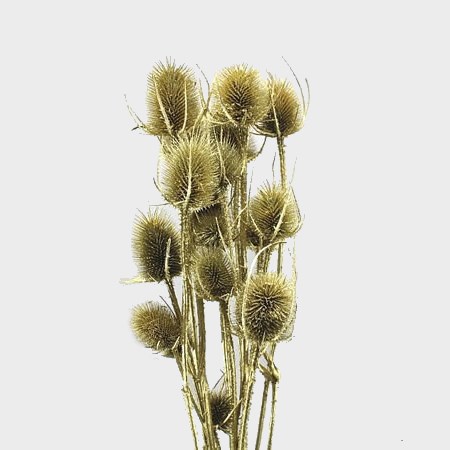 CARDO PALUSTRE GOLD (DRIED)