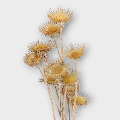 CARDO STELLATI NATURAL (DRIED)