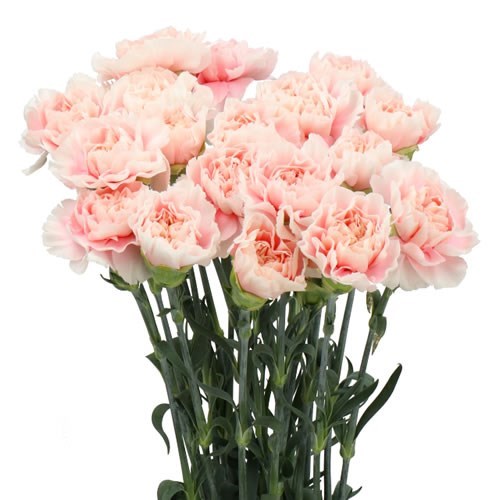 CARNATION ALTAIR