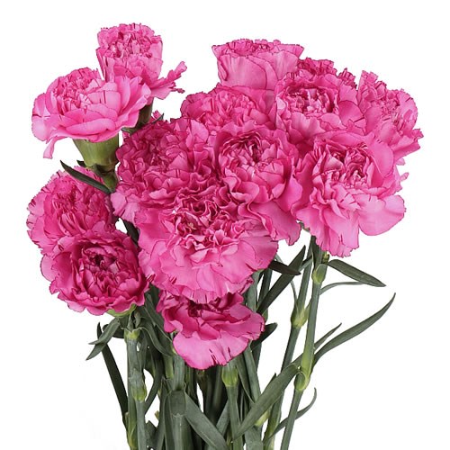 CARNATION AMICO LAVENDER