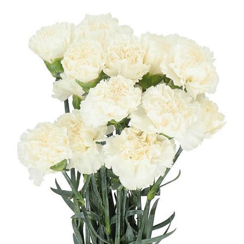 Carnation Standard | Wholesale Flowers UK | Wedding Flowers | Triangle ...