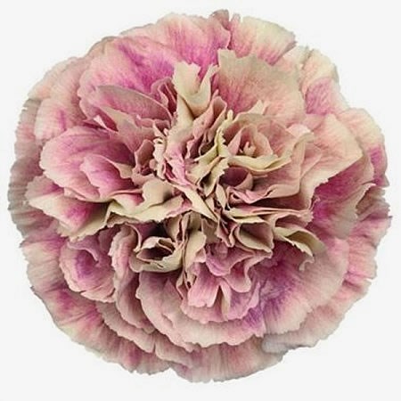 CARNATION ANTIQUA