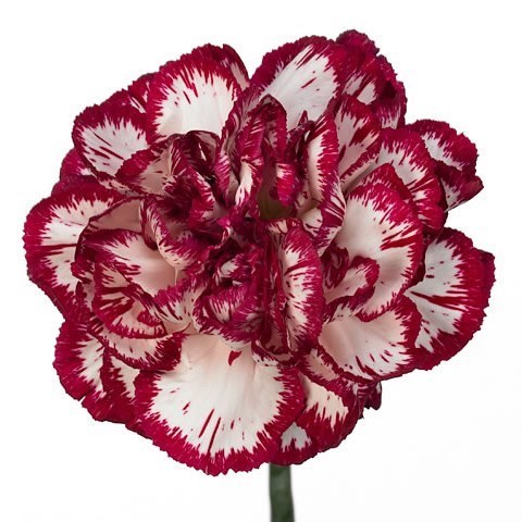 CARNATION BACARAT
