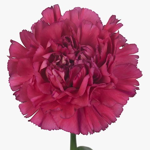 CARNATION BERNARD