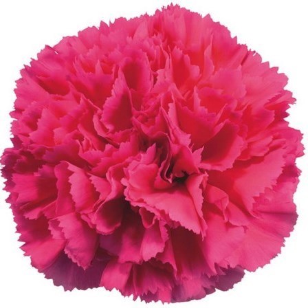CARNATION BIZET