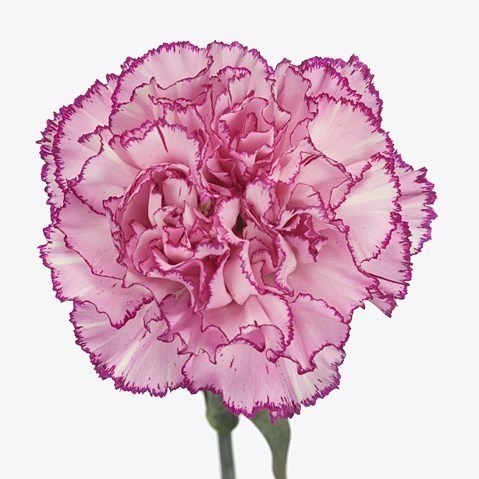 CARNATION BOHEME
