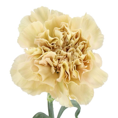 CARNATION CAPPUCCINO
