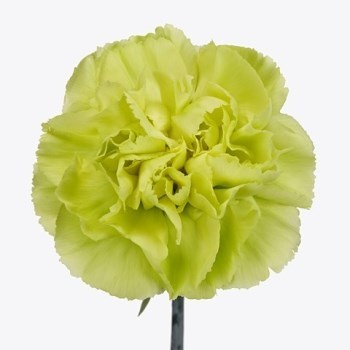 CARNATION CELTIC GREEN