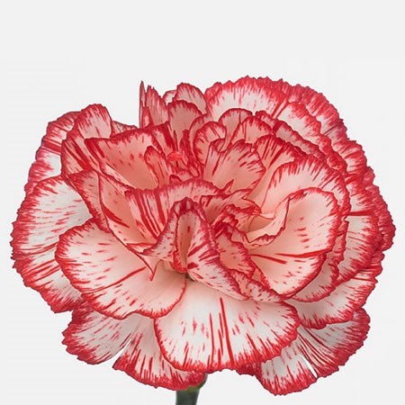 CARNATION CHARLY
