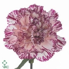 CARNATION COPERNICO