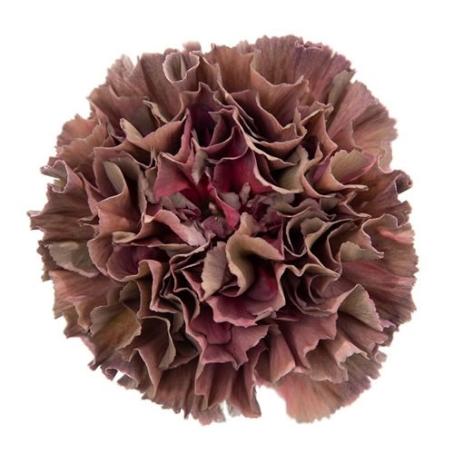 Copper Extasis Carnations Bouquet